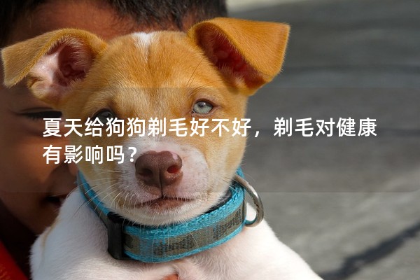 夏天給狗狗剃毛好不好，剃毛對健康有影響嗎？