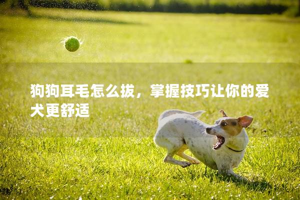 狗狗耳毛怎么拔，掌握技巧讓你的愛犬更舒適