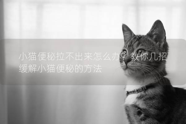 小貓便秘拉不出來怎么辦？教你幾招緩解小貓便秘的方法