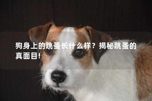 狗身上的跳蚤長(zhǎng)什么樣？揭秘跳蚤的真面目!