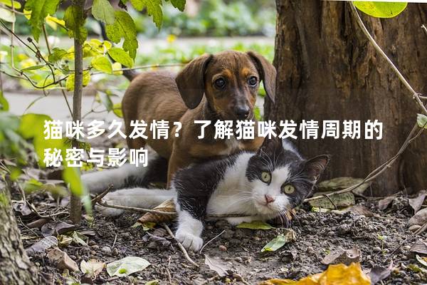 貓咪多久發(fā)情？了解貓咪發(fā)情周期的秘密與影響