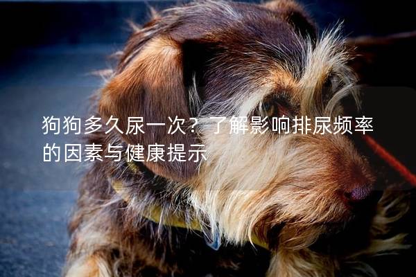 狗狗多久尿一次？了解影響排尿頻率的因素與健康提示