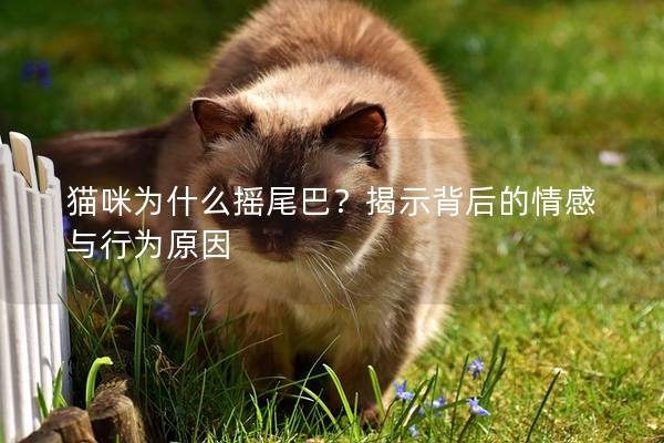 貓咪為什么搖尾巴？揭示背后的情感與行為原因