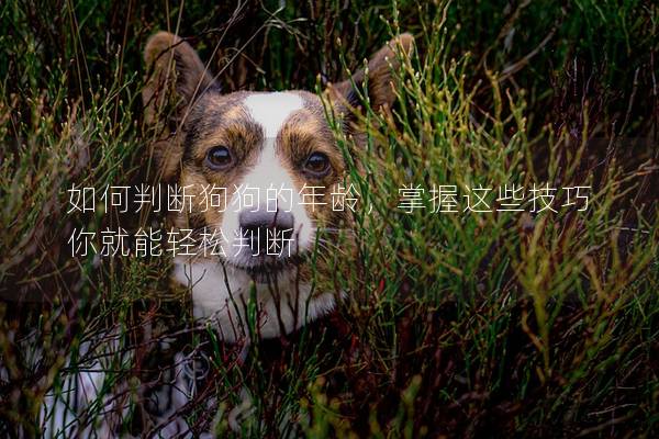 如何判斷狗狗的年齡，掌握這些技巧你就能輕松判斷