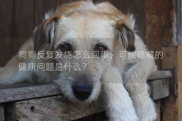 狗狗反復發燒怎么回事，可能隱藏的健康問題是什么？