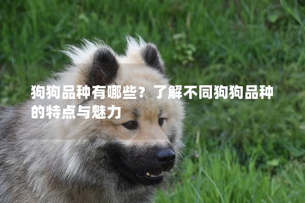 狗狗品種有哪些？了解不同狗狗品種的特點(diǎn)與魅力