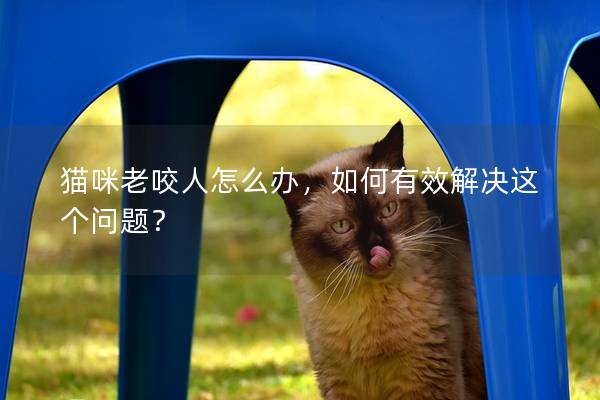 貓咪老咬人怎么辦，如何有效解決這個問題？