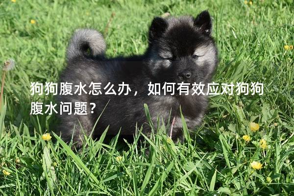 狗狗腹水怎么辦，如何有效應對狗狗腹水問題？