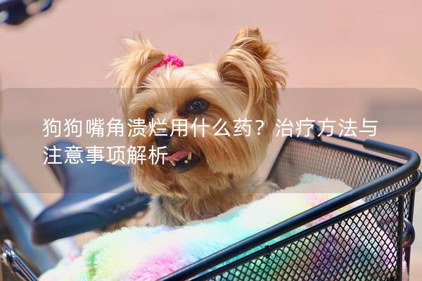 狗狗嘴角潰爛用什么藥？治療方法與注意事項(xiàng)解析