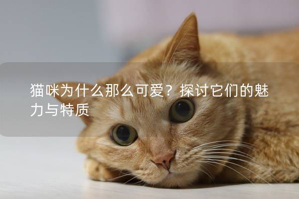 貓咪為什么那么可愛？探討它們的魅力與特質(zhì)