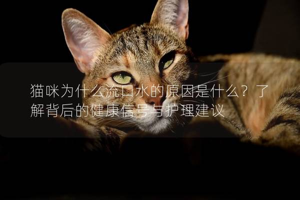 貓咪為什么流口水的原因是什么？了解背后的健康信號與護(hù)理建議