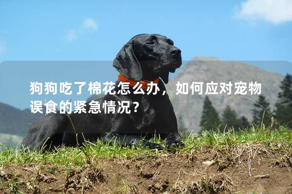 狗狗吃了棉花怎么辦，如何應對寵物誤食的緊急情況？