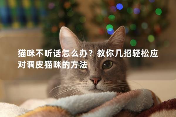 貓咪不聽話怎么辦？教你幾招輕松應對調(diào)皮貓咪的方法