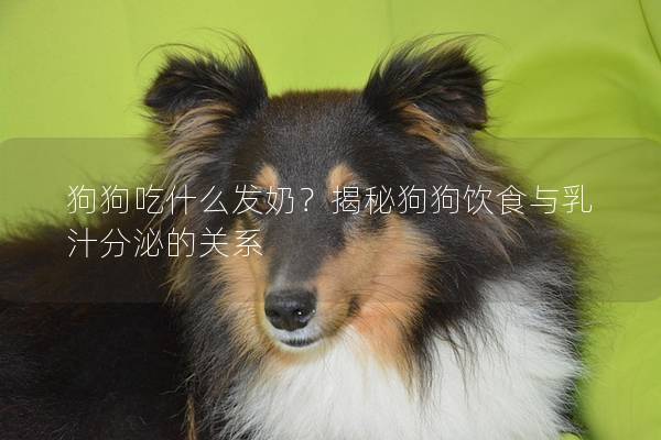 狗狗吃什么發奶？揭秘狗狗飲食與乳汁分泌的關系