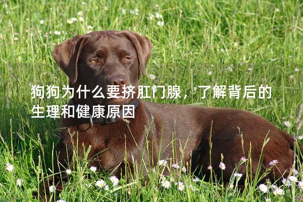 狗狗為什么要擠肛門腺，了解背后的生理和健康原因