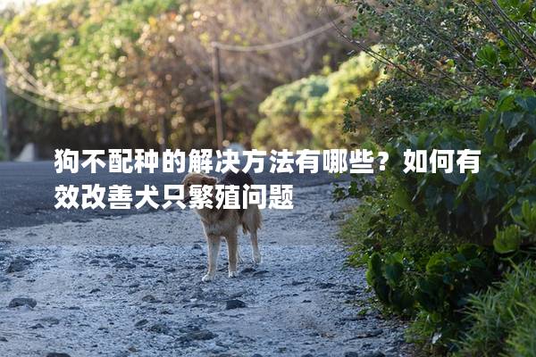 狗不配種的解決方法有哪些？如何有效改善犬只繁殖問題