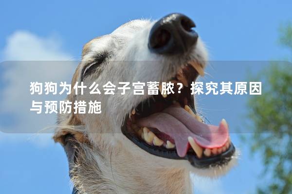 狗狗為什么會子宮蓄膿？探究其原因與預防措施