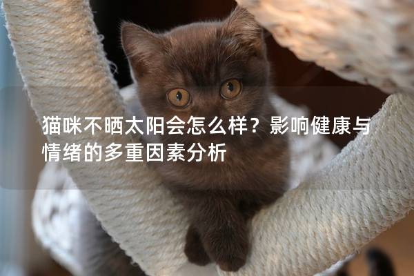 貓咪不曬太陽會怎么樣？影響健康與情緒的多重因素分析