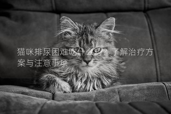 貓咪排尿困難吃什么藥？了解治療方案與注意事項(xiàng)