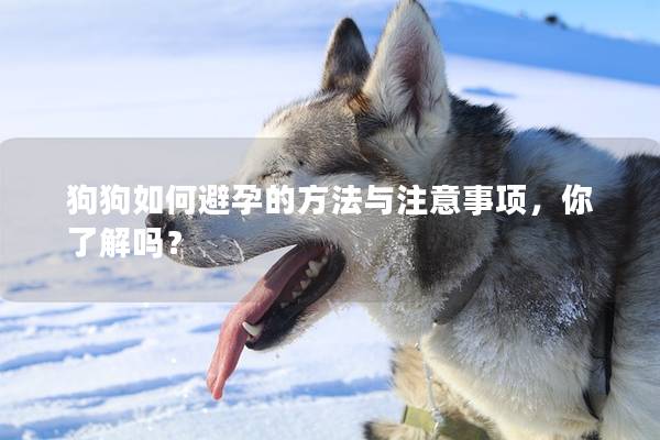 狗狗如何避孕的方法與注意事項(xiàng)，你了解嗎？