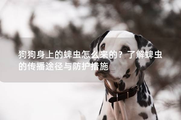 狗狗身上的蜱蟲怎么來的？了解蜱蟲的傳播途徑與防護措施