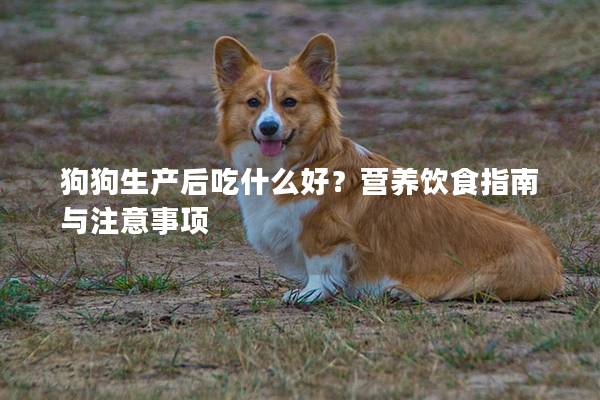 狗狗生產(chǎn)后吃什么好？營養(yǎng)飲食指南與注意事項