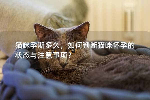 貓咪孕期多久，如何判斷貓咪懷孕的狀態與注意事項？