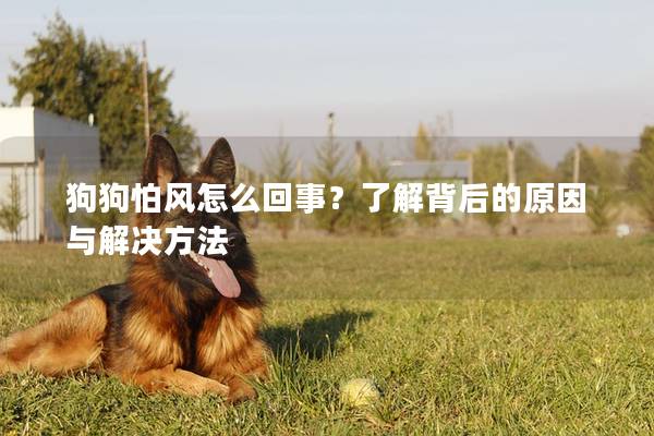 狗狗怕風怎么回事？了解背后的原因與解決方法