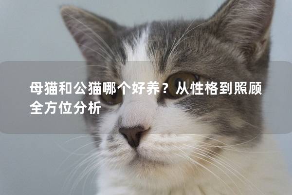 母貓和公貓哪個好養?從性格到照顧全方位分析 母貓和公貓哪個好養?從性格到照顧全方位分析