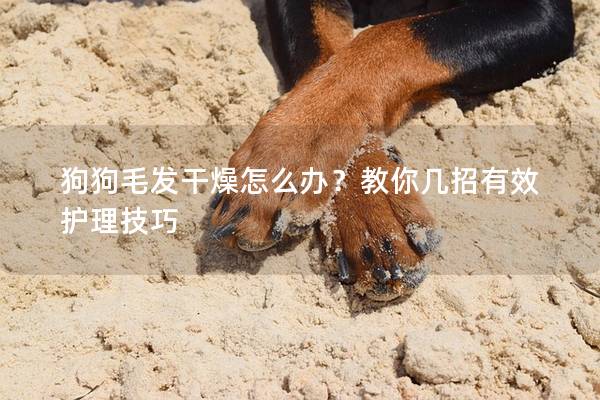 狗狗毛發(fā)干燥怎么辦？教你幾招有效護理技巧