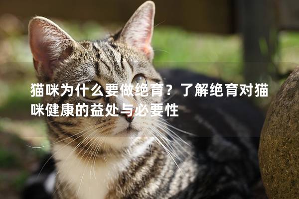 貓咪為什么要做絕育？了解絕育對貓咪健康的益處與必要性