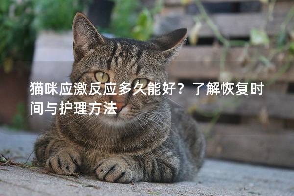 貓咪應激反應多久能好？了解恢復時間與護理方法