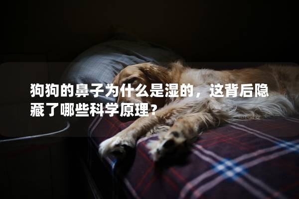狗狗的鼻子為什么是濕的，這背后隱藏了哪些科學原理？
