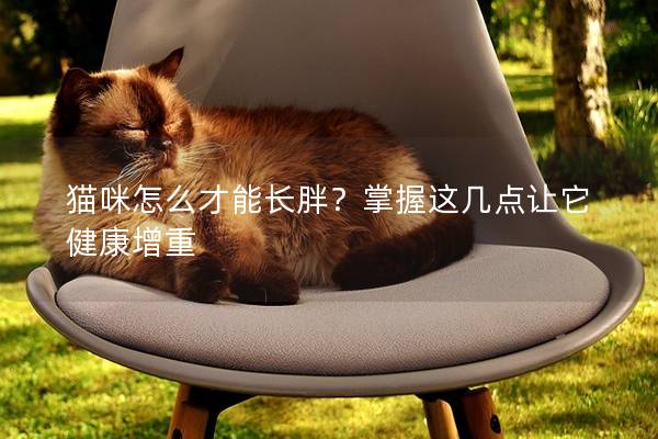 貓咪怎么才能長(zhǎng)胖？掌握這幾點(diǎn)讓它健康增重