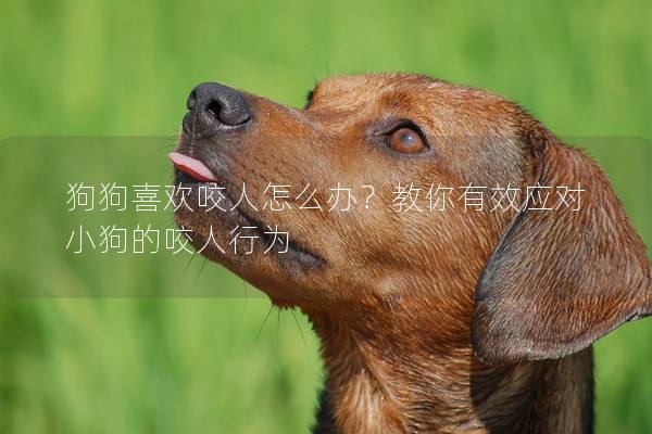 狗狗喜歡咬人怎么辦？教你有效應對小狗的咬人行為