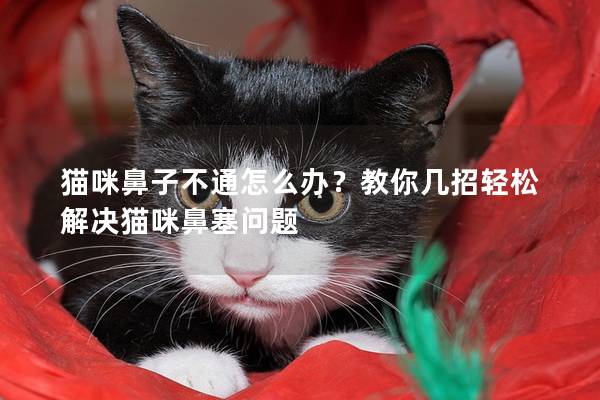 貓咪鼻子不通怎么辦？教你幾招輕松解決貓咪鼻塞問題