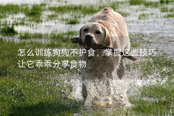 怎么訓(xùn)練狗狗不護(hù)食，掌握這些技巧讓它乖乖分享食物