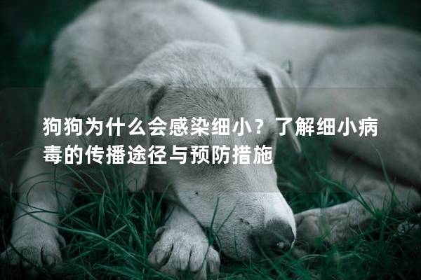 狗狗為什么會感染細??？了解細小病毒的傳播途徑與預防措施