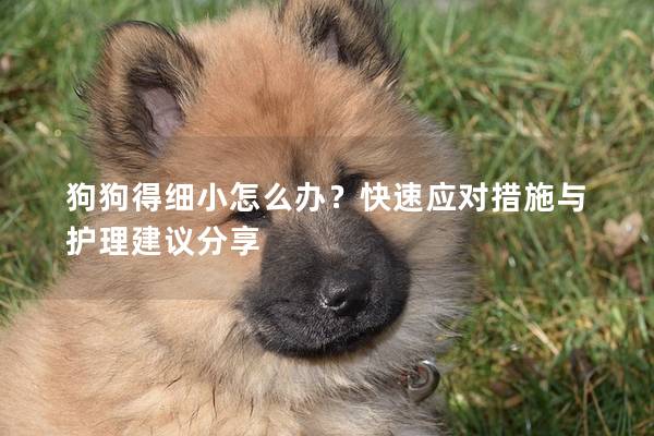 狗狗得細小怎么辦？快速應對措施與護理建議分享