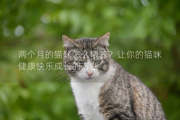 兩個月的貓咪怎么喂養？讓你的貓咪健康快樂成長的方法