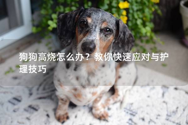 狗狗高燒怎么辦？教你快速應對與護理技巧