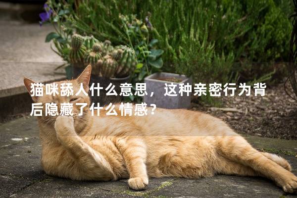 貓咪舔人什么意思，這種親密行為背后隱藏了什么情感？