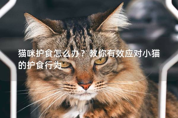 貓咪護食怎么辦？教你有效應對小貓的護食行為