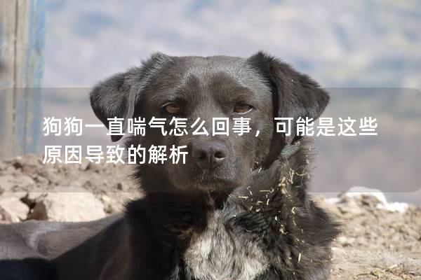 狗狗一直喘氣怎么回事，可能是這些原因導致的解析
