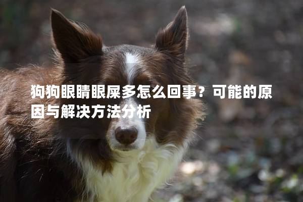 狗狗眼睛眼屎多怎么回事？可能的原因與解決方法分析