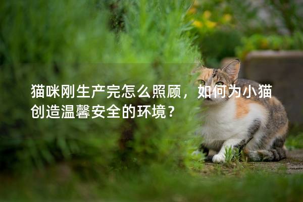 貓咪剛生產完怎么照顧，如何為小貓創造溫馨安全的環境？