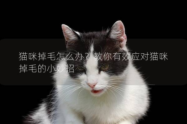 貓咪掉毛怎么辦？教你有效應對貓咪掉毛的小妙招