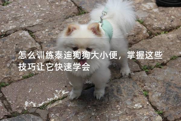 怎么訓(xùn)練泰迪狗狗大小便，掌握這些技巧讓它快速學(xué)會