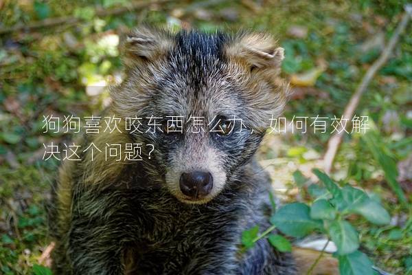 狗狗喜歡咬東西怎么辦，如何有效解決這個問題？