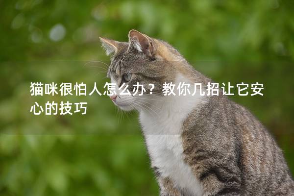 貓咪很怕人怎么辦？教你幾招讓它安心的技巧